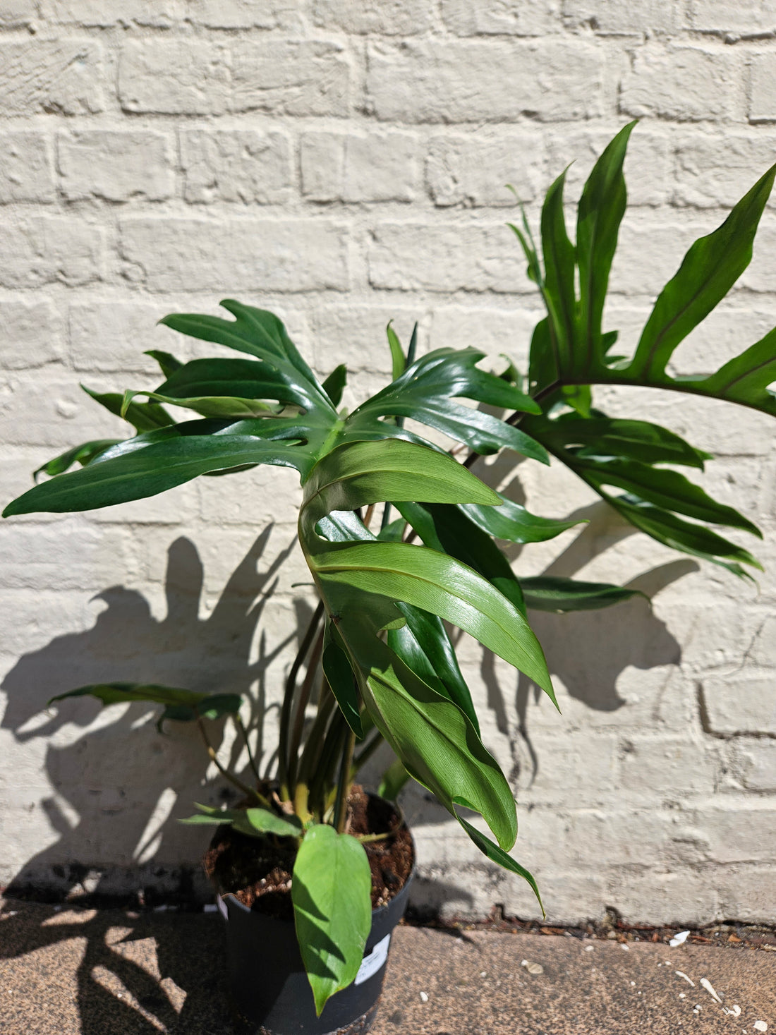 Philodendron mayoi (Tahiti philodendron)