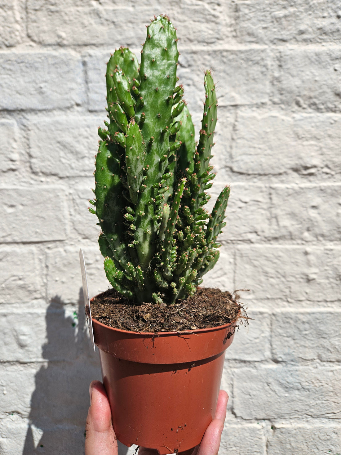 Opuntia monacantha (Drooping prickly pear catus)