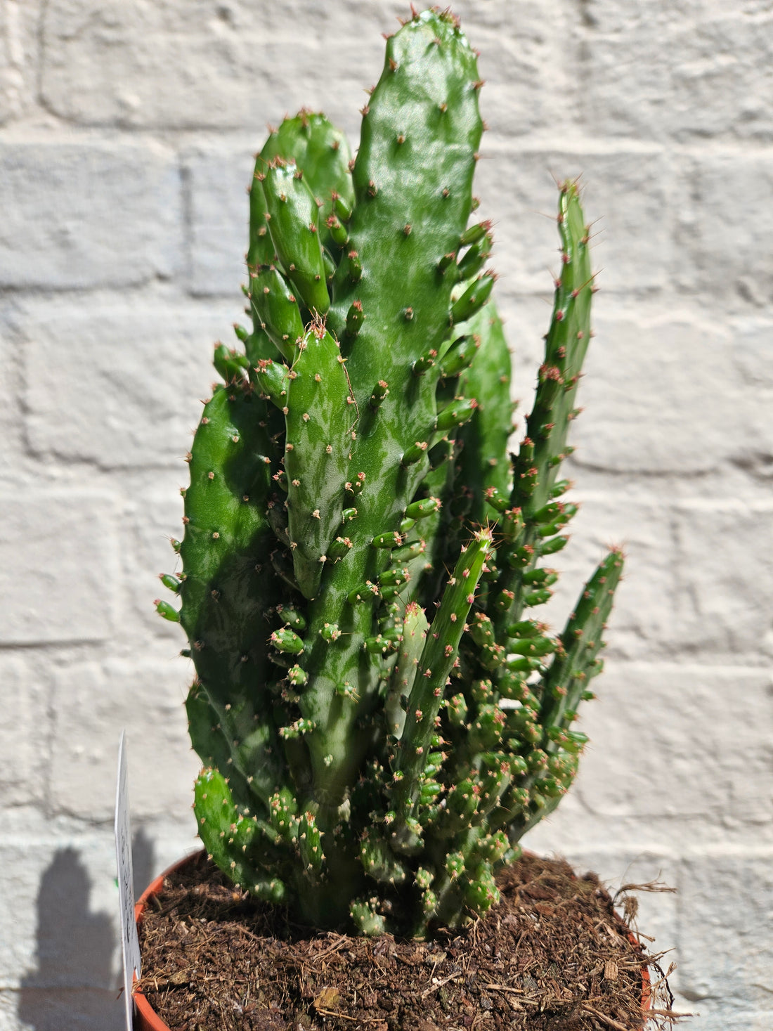 Opuntia monacantha (Drooping prickly pear catus)
