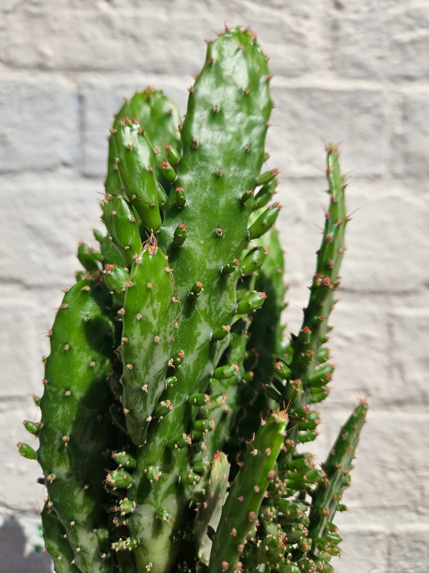 Opuntia monacantha (Drooping prickly pear catus)