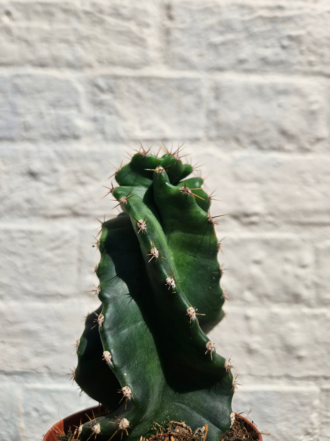 Cereus peruvianus tortuosus (Spiral cactus/Screw cactus)