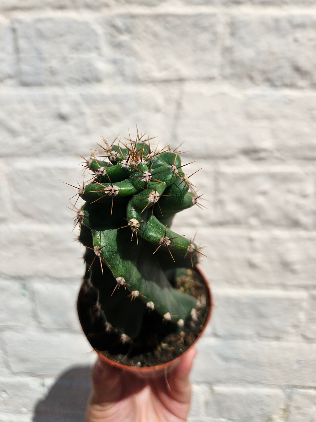 Cereus peruvianus tortuosus (Spiral cactus/Screw cactus)
