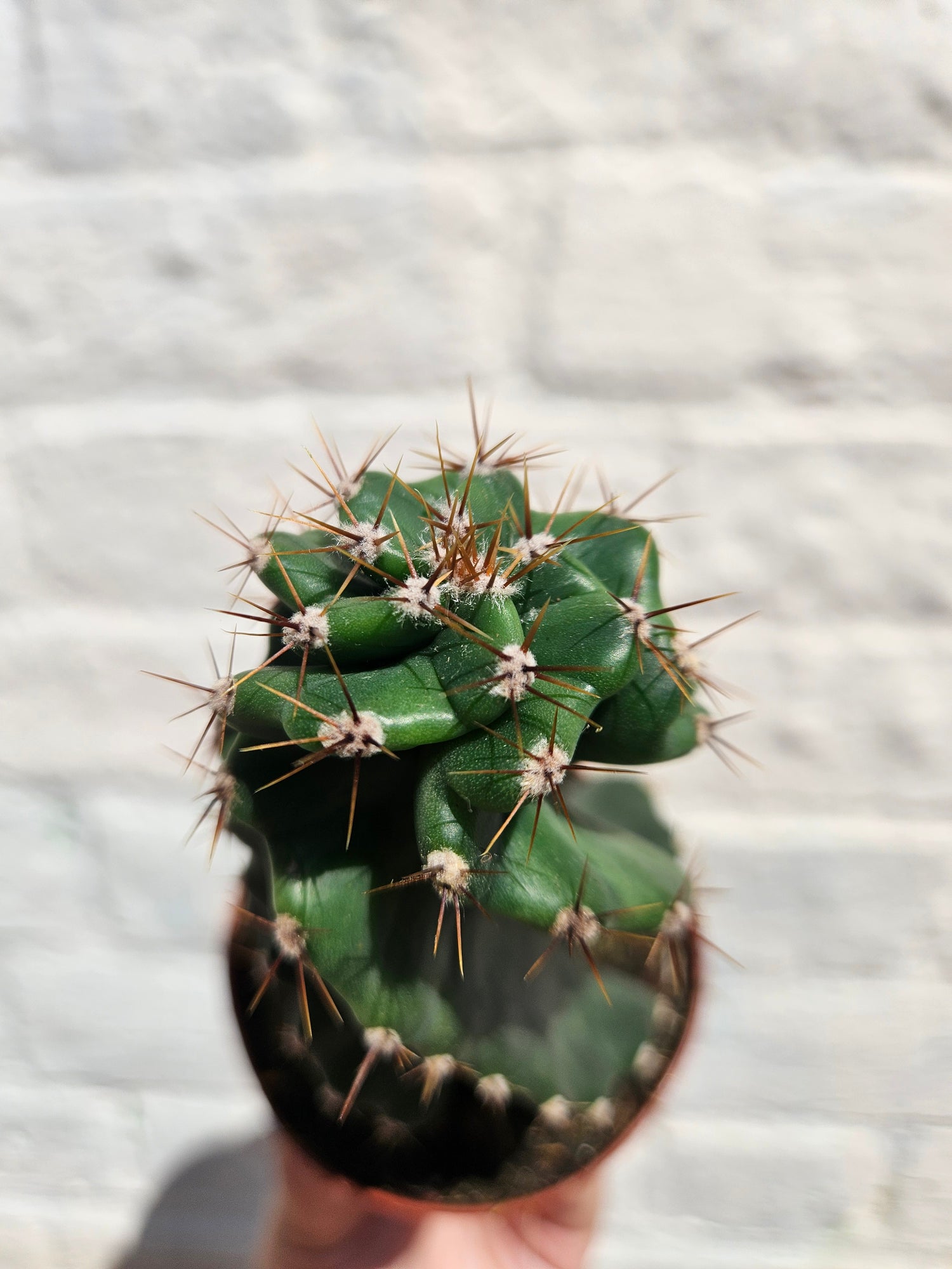 Cereus peruvianus tortuosus (Spiral cactus/Screw cactus)