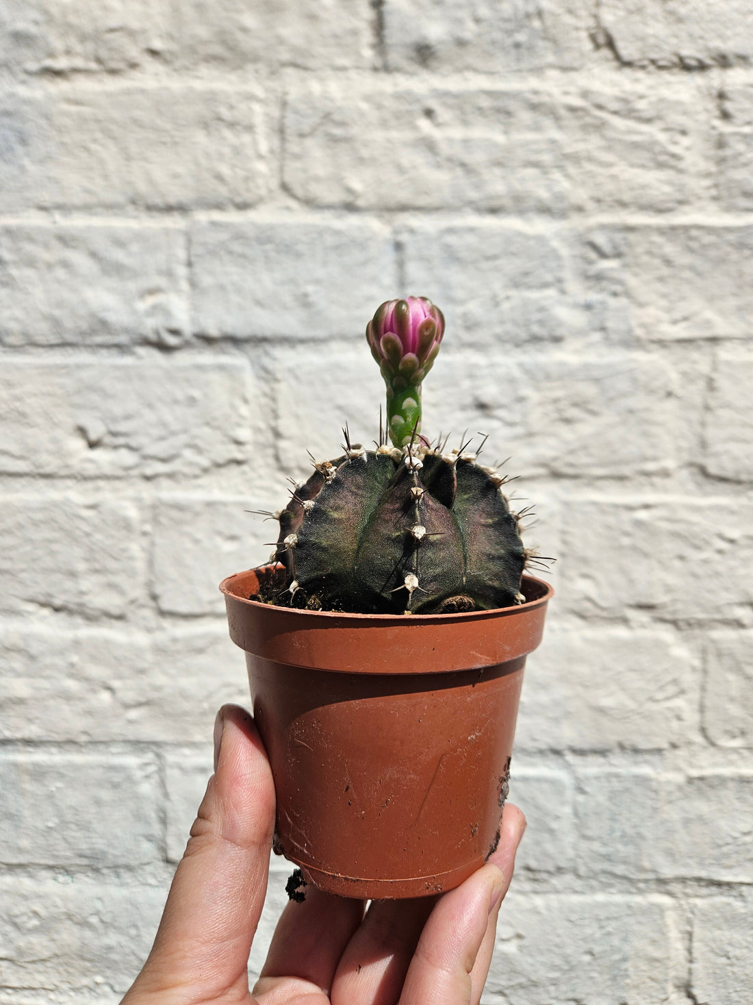 Gymnocalycium friedrichii (Ruby ball)