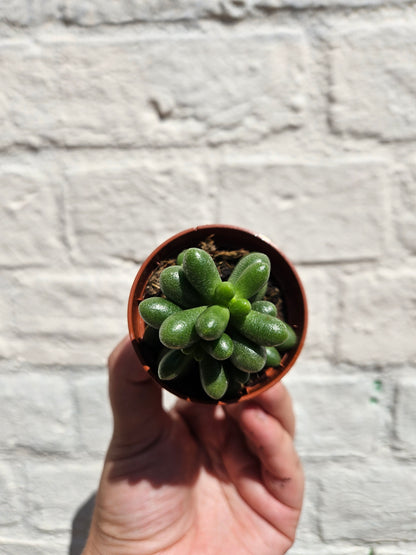 Sedum (Various Varieties)