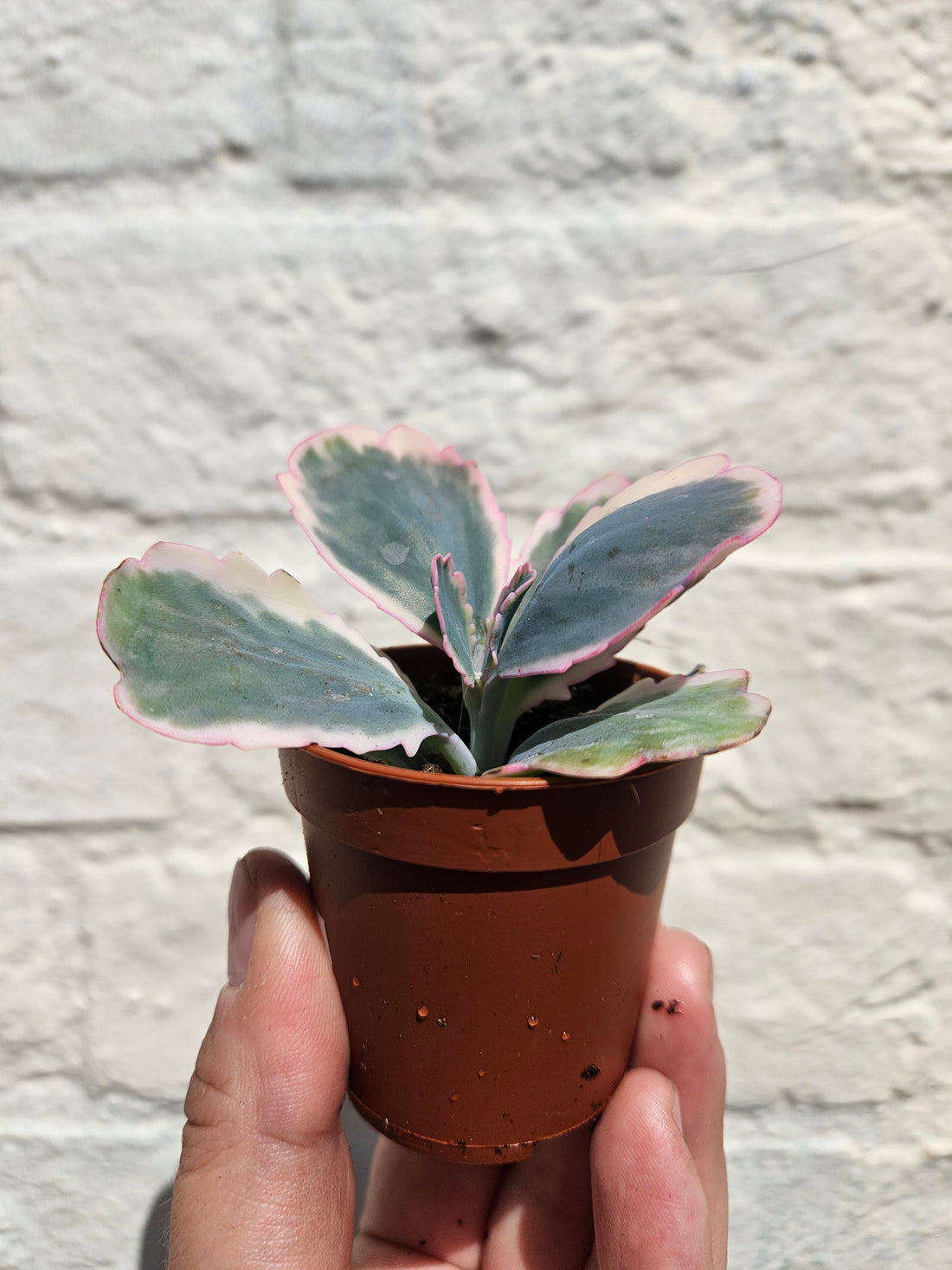 Kalanchoe fedtschenkoi variegata (Rainbow kalanchoe)