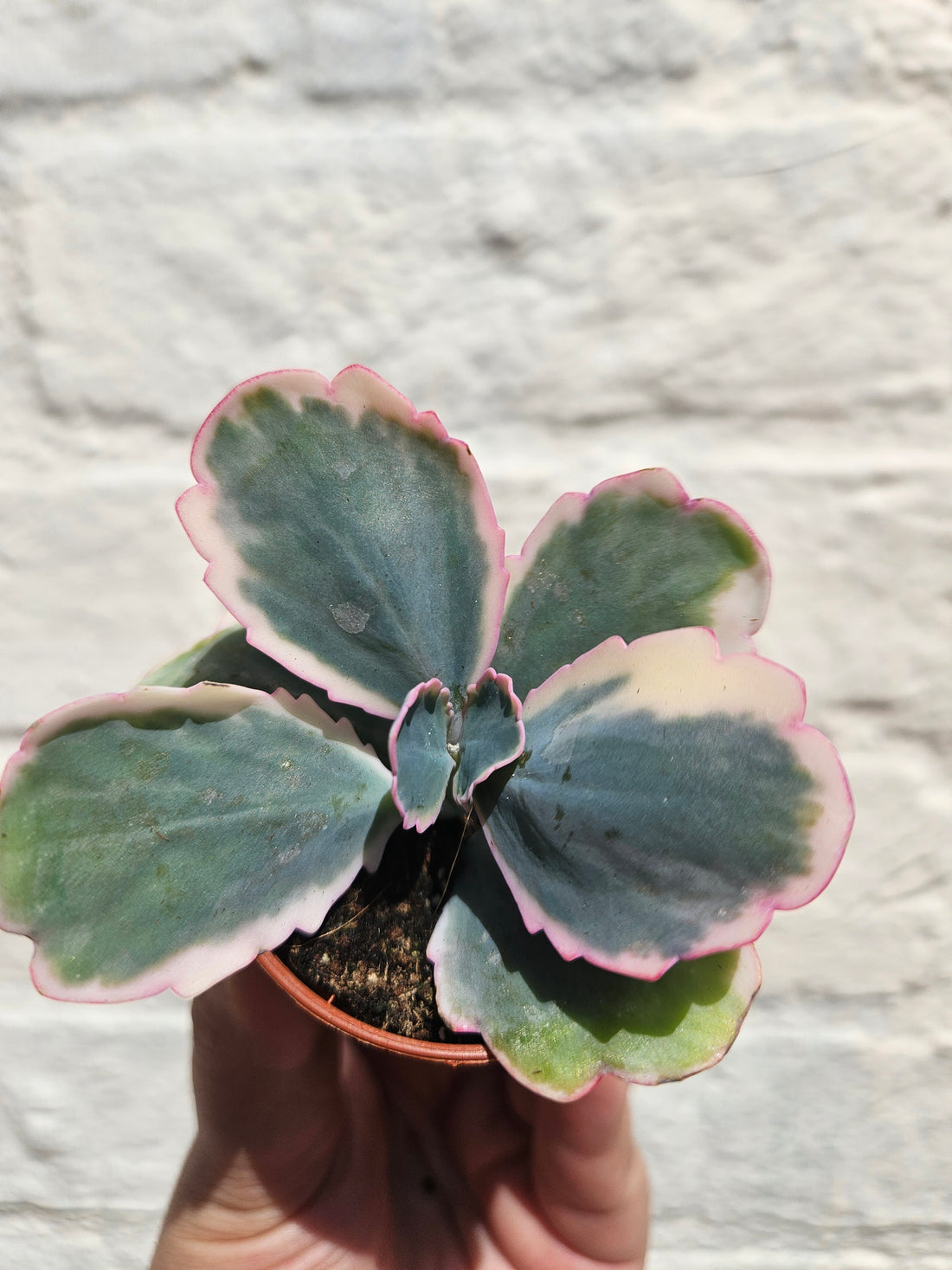 Kalanchoe fedtschenkoi variegata (Rainbow kalanchoe)