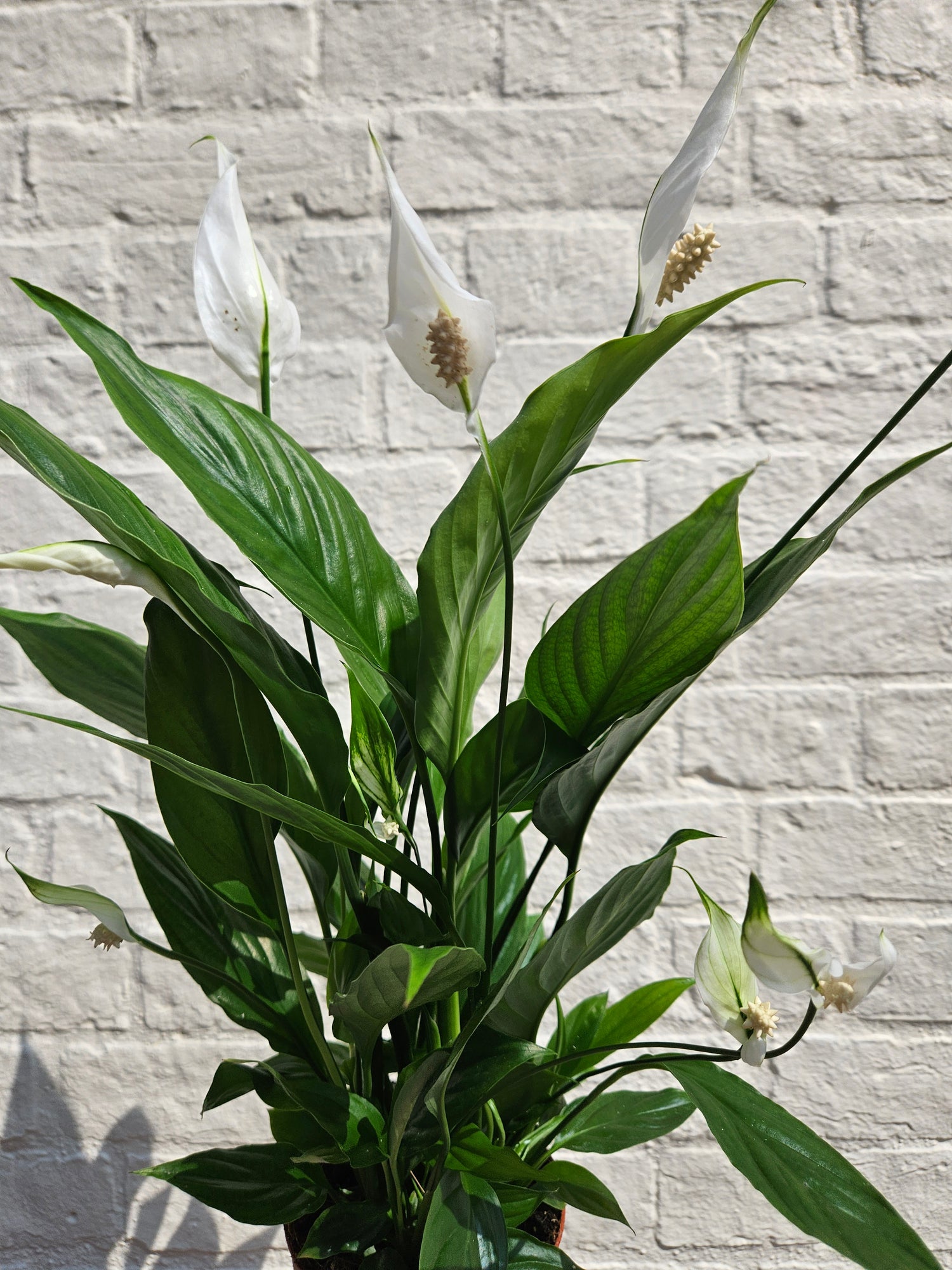 Spathiphyllum &