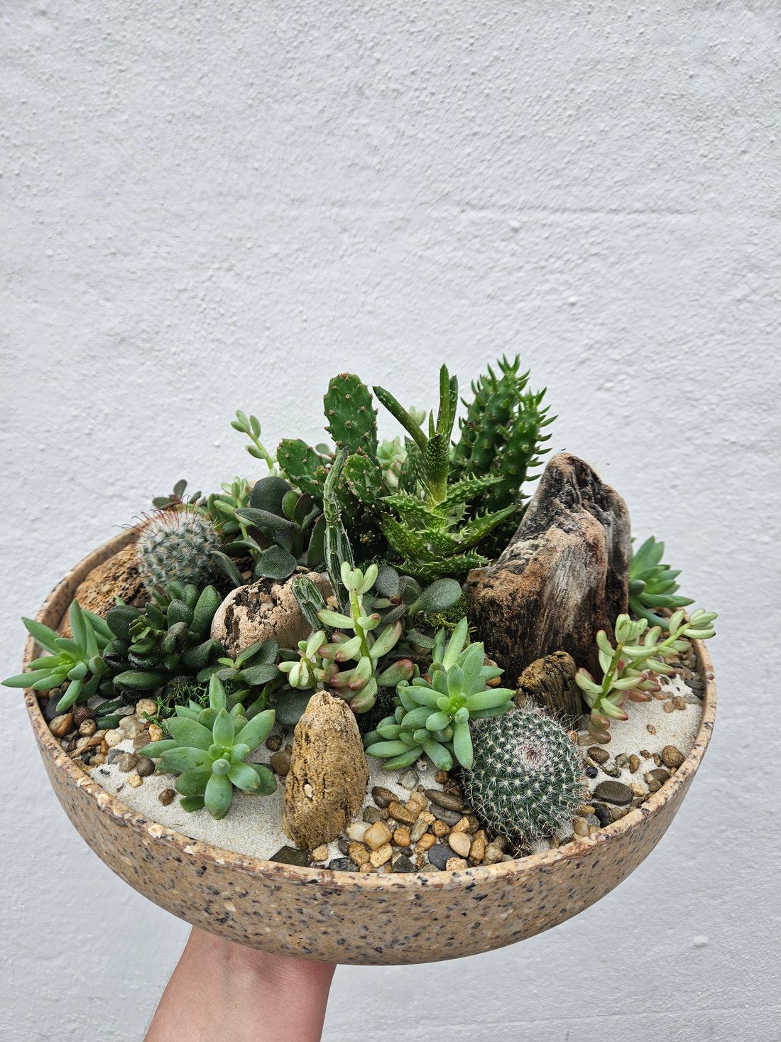 Husk Open Bowl Terrarium