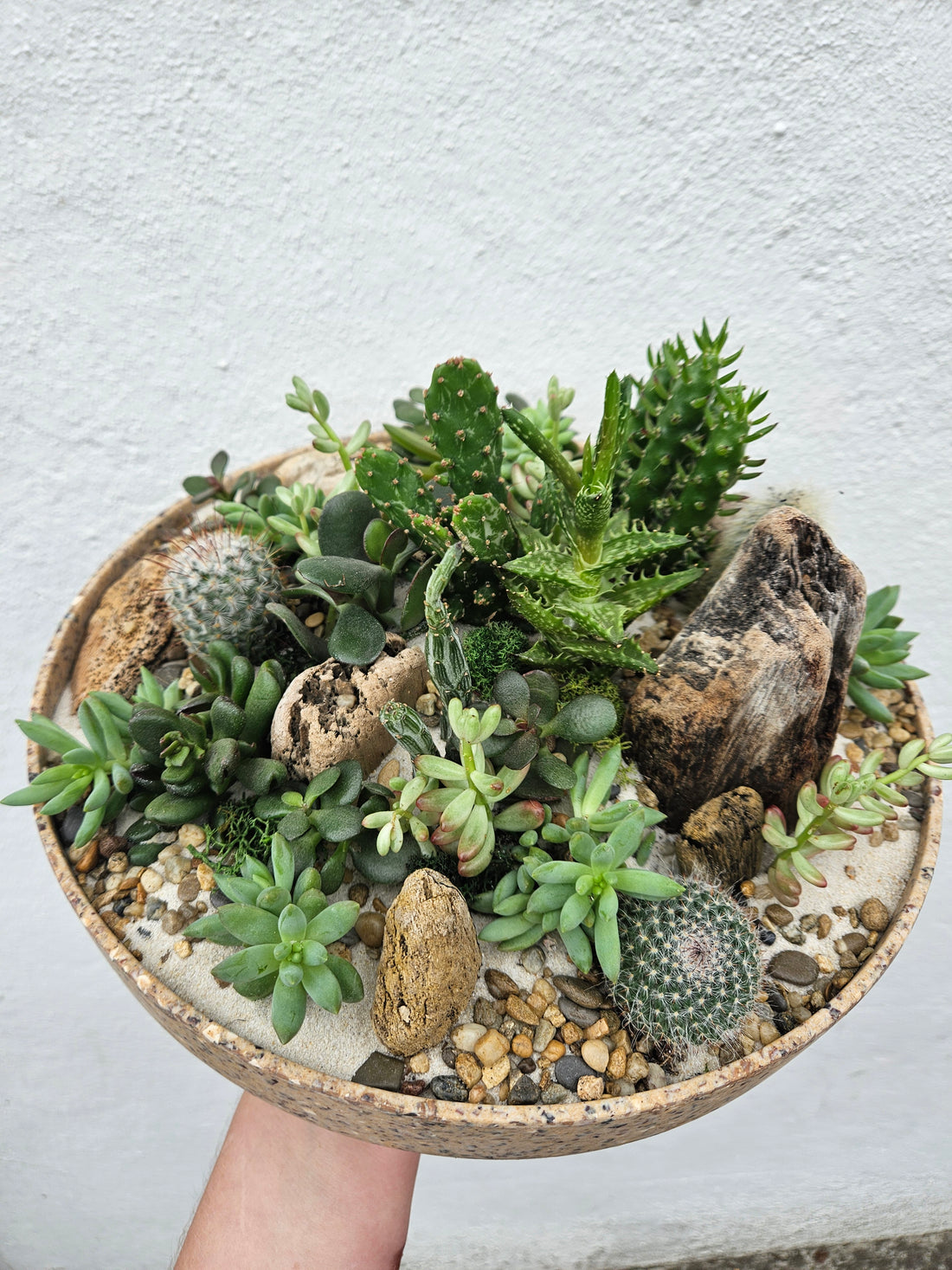 Husk Open Bowl Terrarium