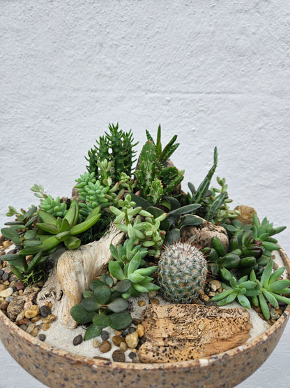 Husk Open Bowl Terrarium