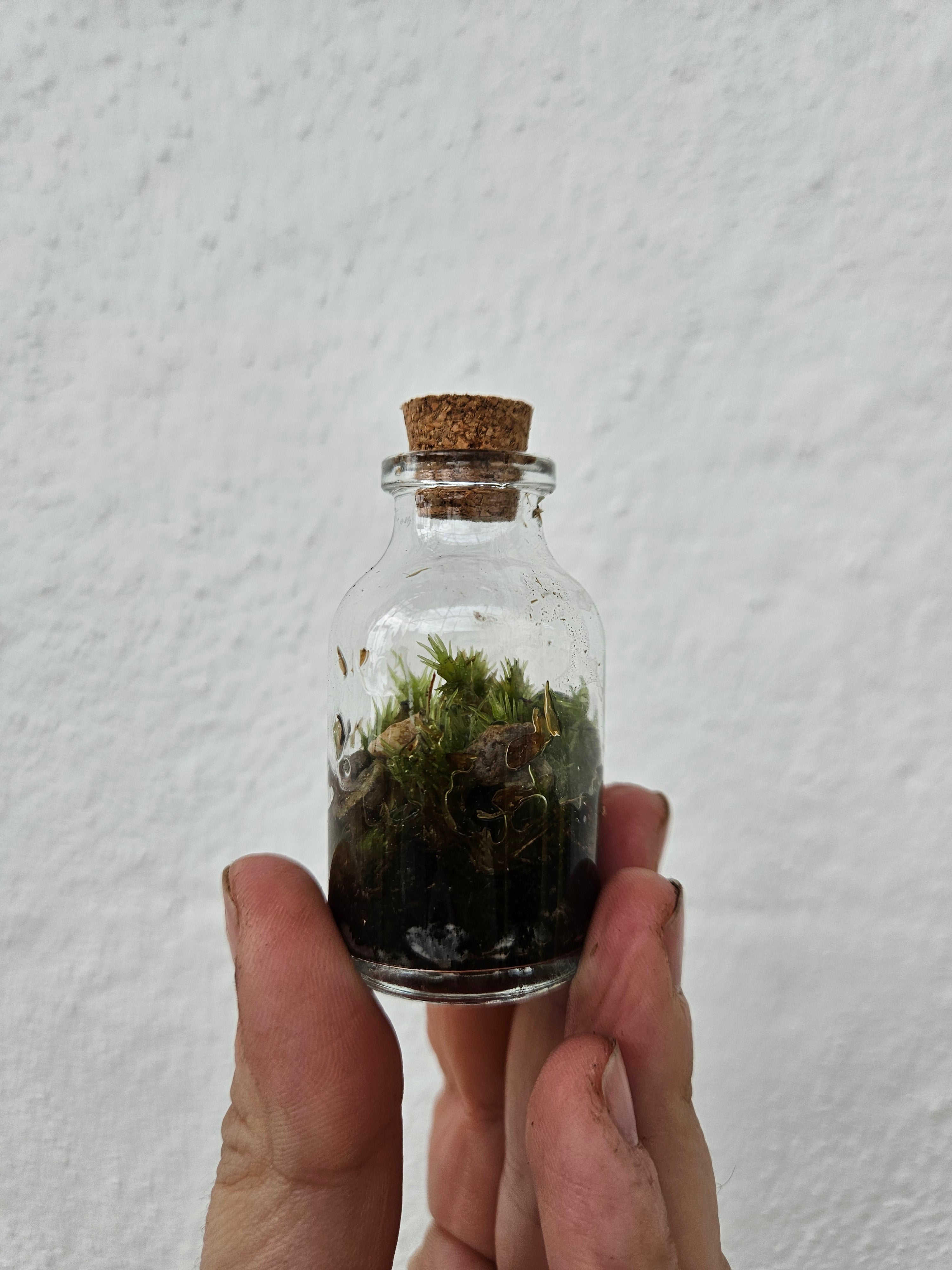 Closed mossarium with cork