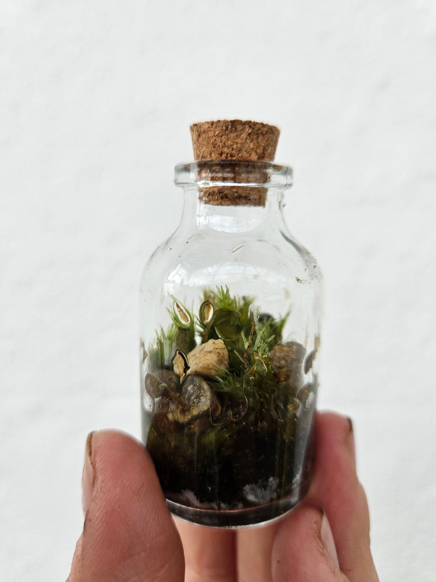 Closed mossarium with cork