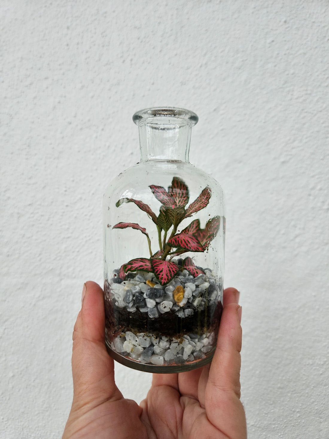 Small Glass Closed Terrarium