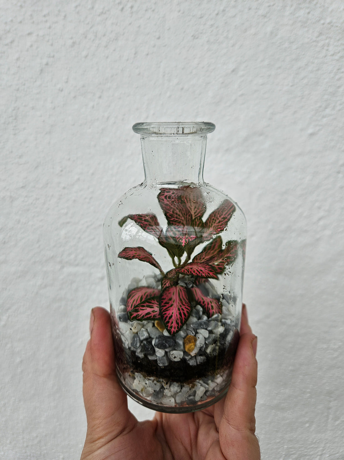 Small Glass Closed Terrarium