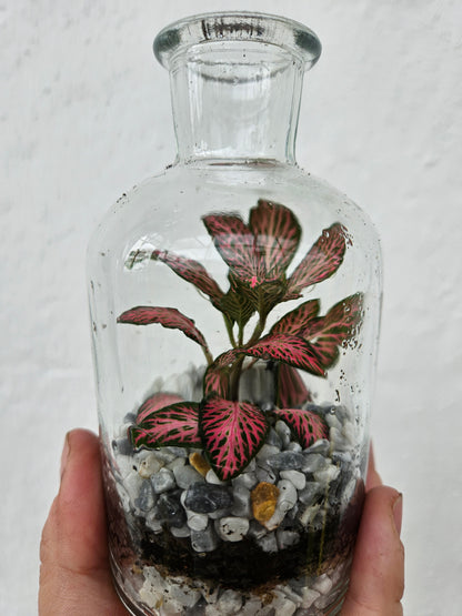 Small Glass Closed Terrarium