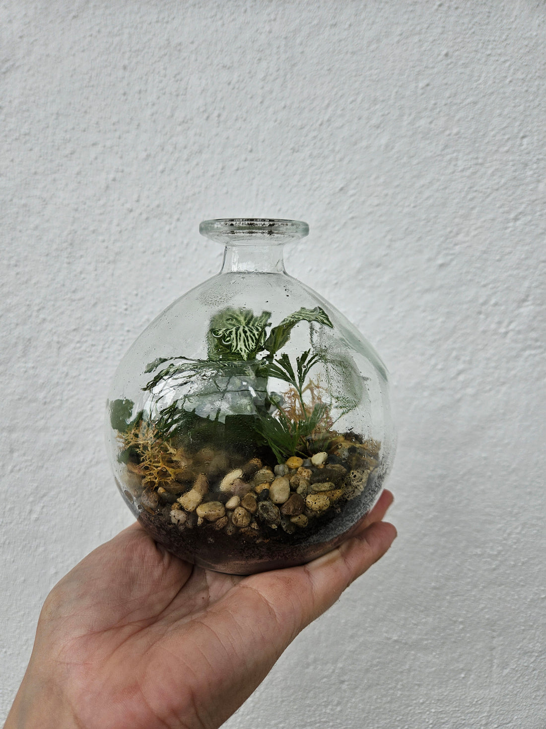 Short round globe Closed Terrarium