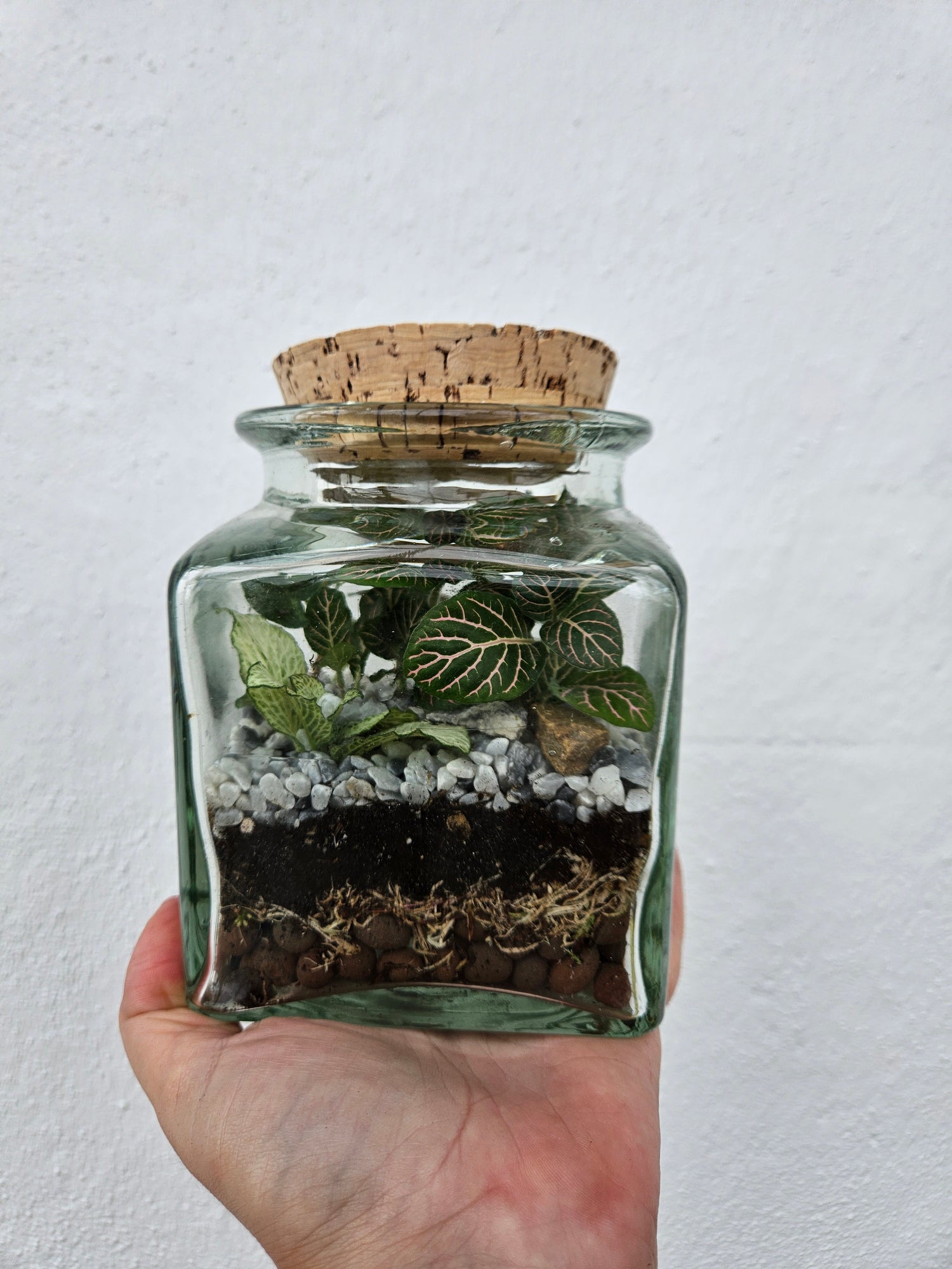 Short Glass jar with cork Closed Terrarium