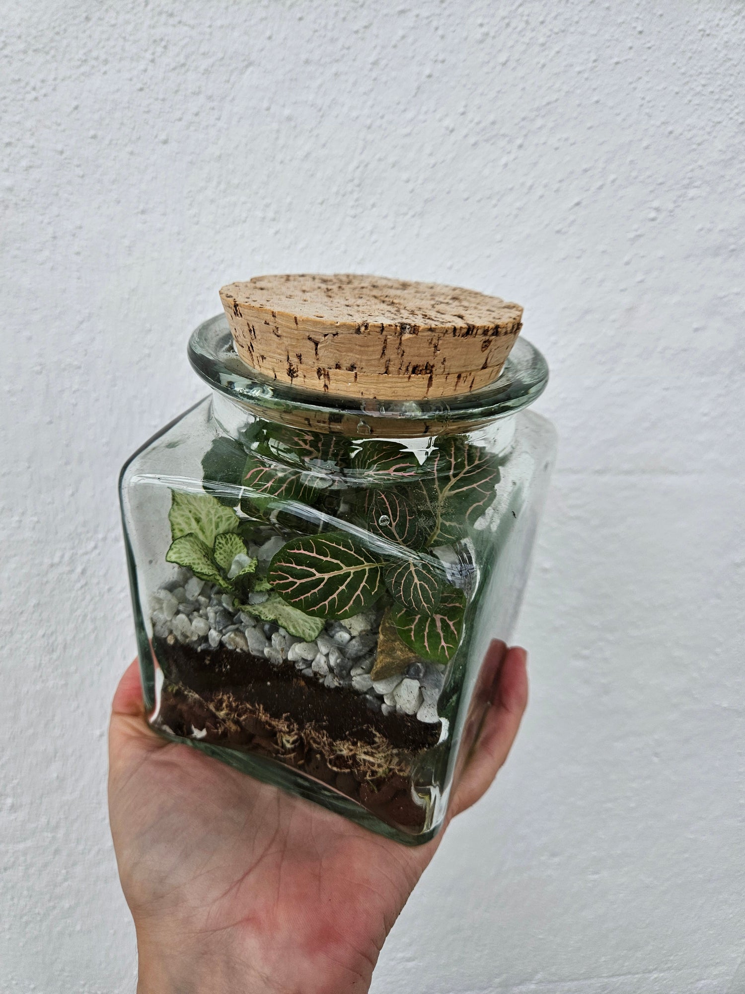 Short Glass jar with cork Closed Terrarium