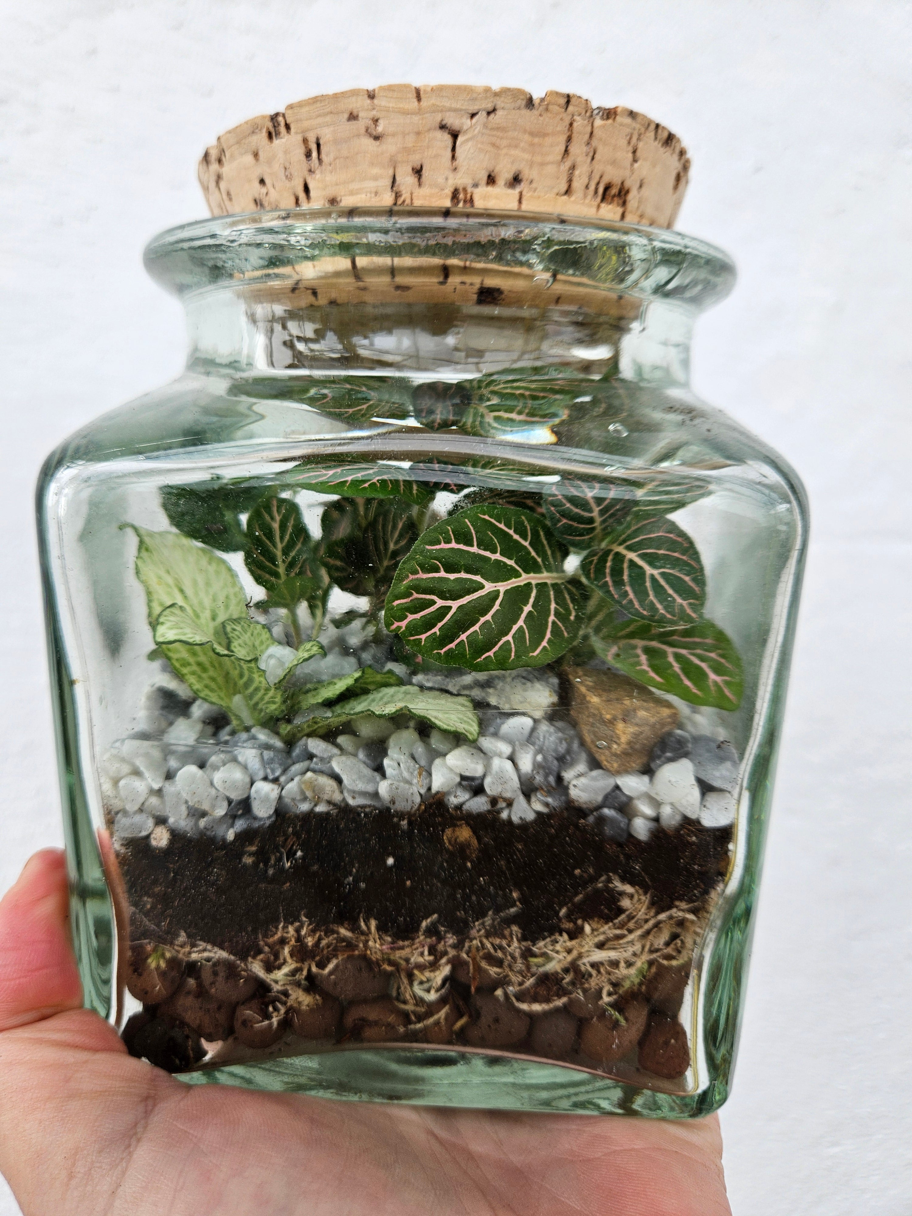 Short Glass jar with cork Closed Terrarium