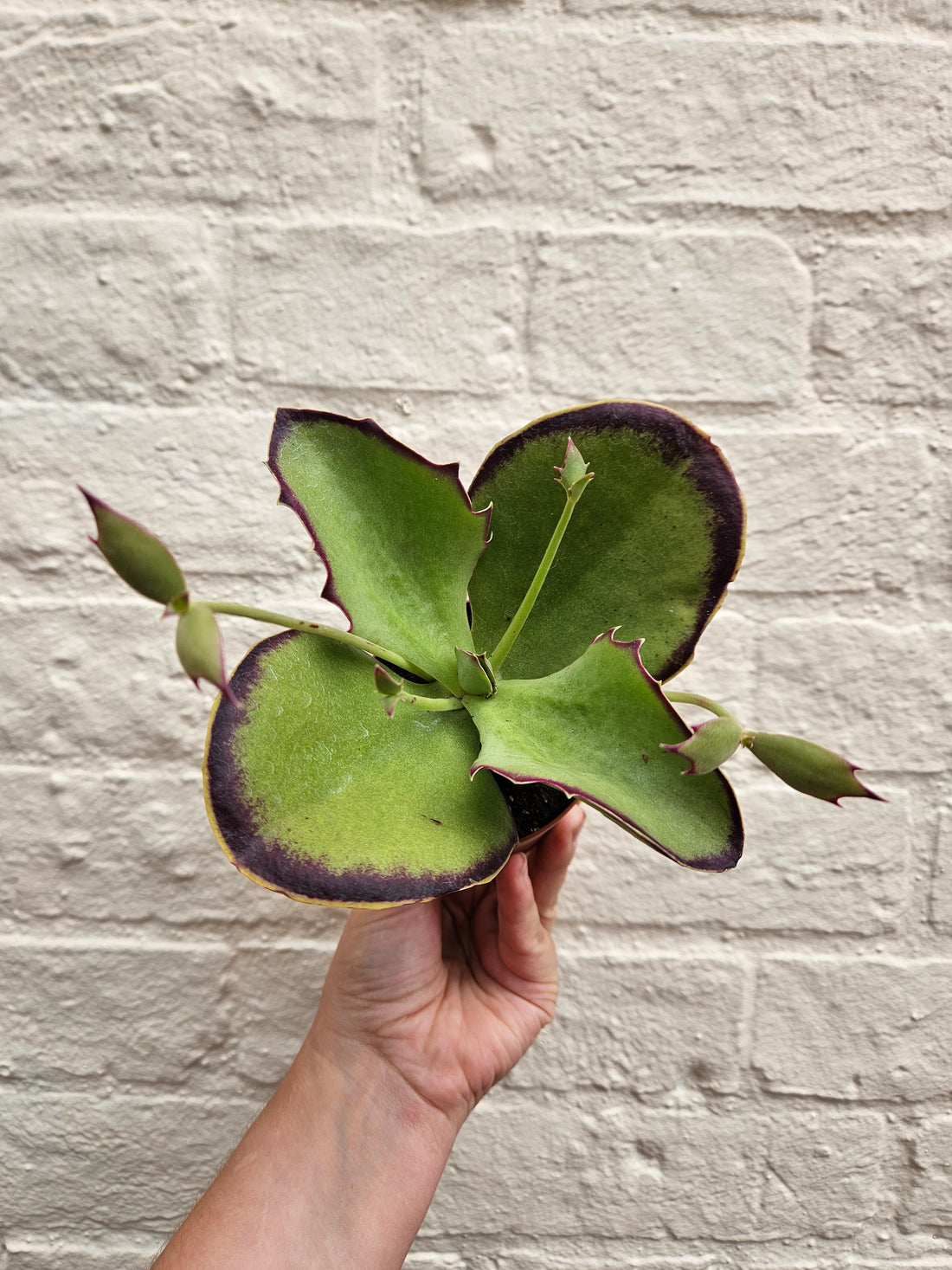 Kalanchoe synsepala &