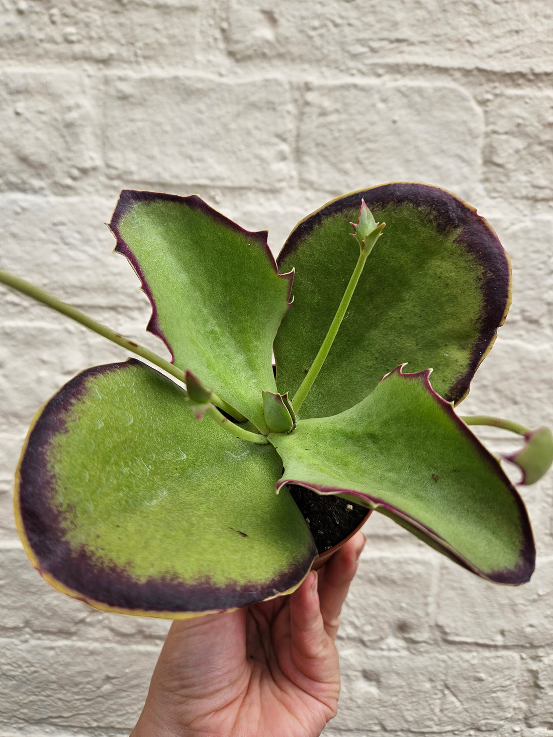 Kalanchoe synsepala &