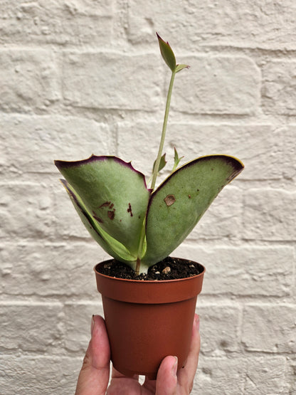 Kalanchoe synsepala &