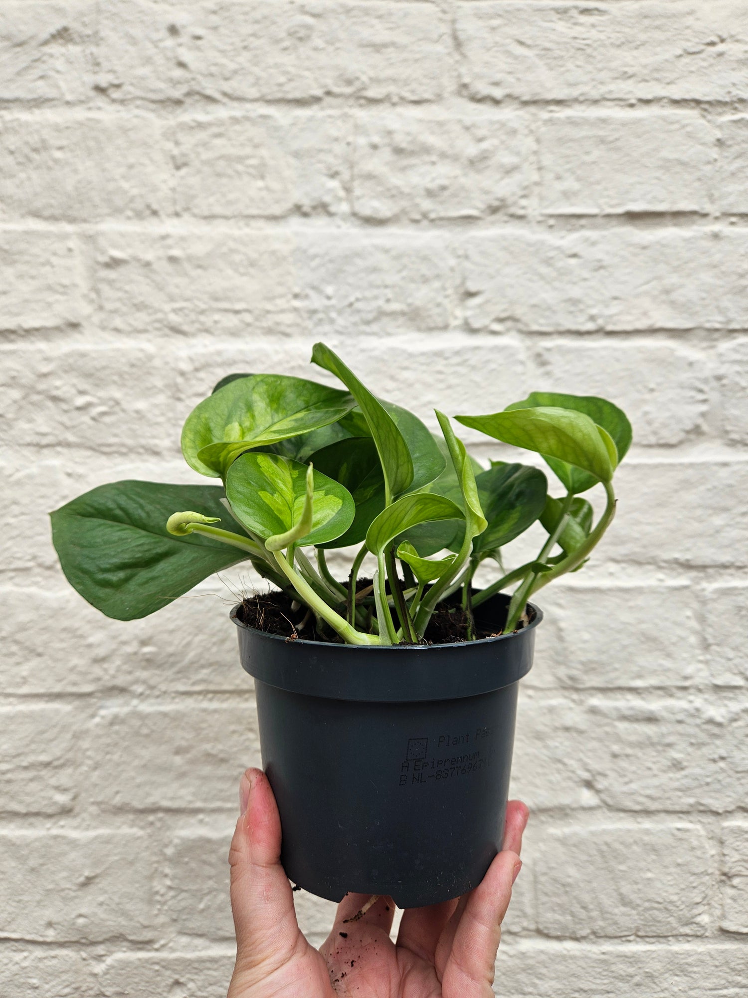 Epipremnum pinnatum &