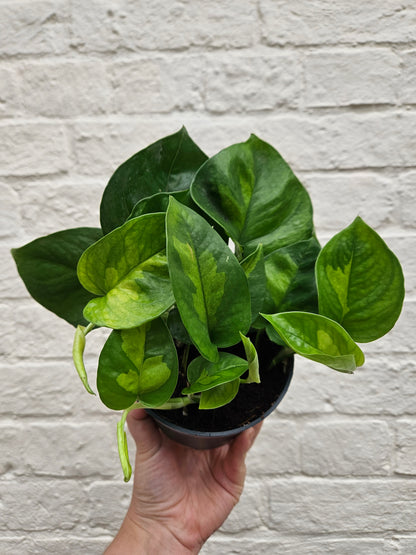 Epipremnum pinnatum &