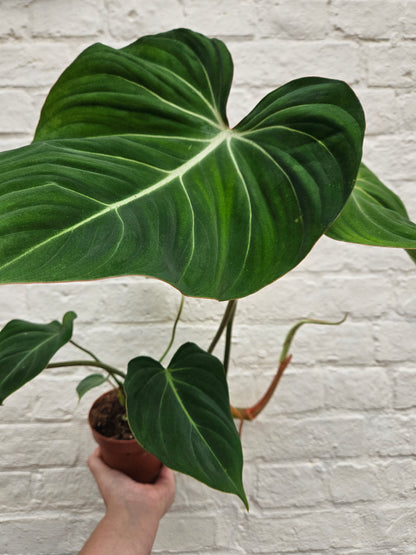 Philodendron gloriosum (Velvet philodendron/ Creeper plant)