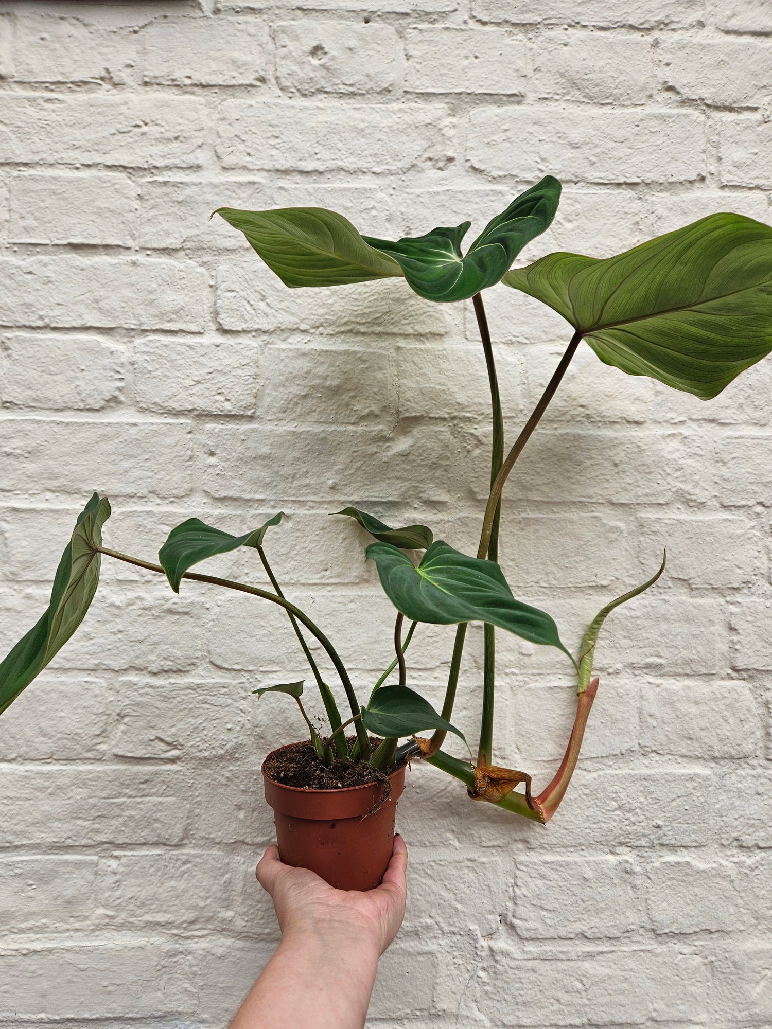 Philodendron gloriosum (Velvet philodendron/ Creeper plant)