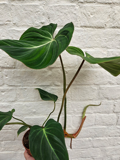 Philodendron gloriosum (Velvet philodendron/ Creeper plant)