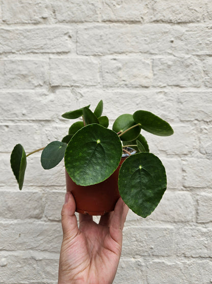Pilea peperomoides (Chinese Money Plant) Various sizes