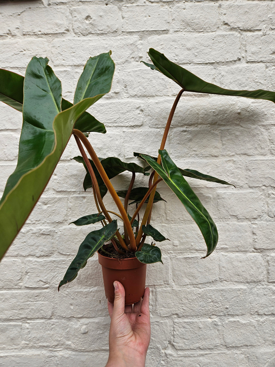 Philodendron billetiae &