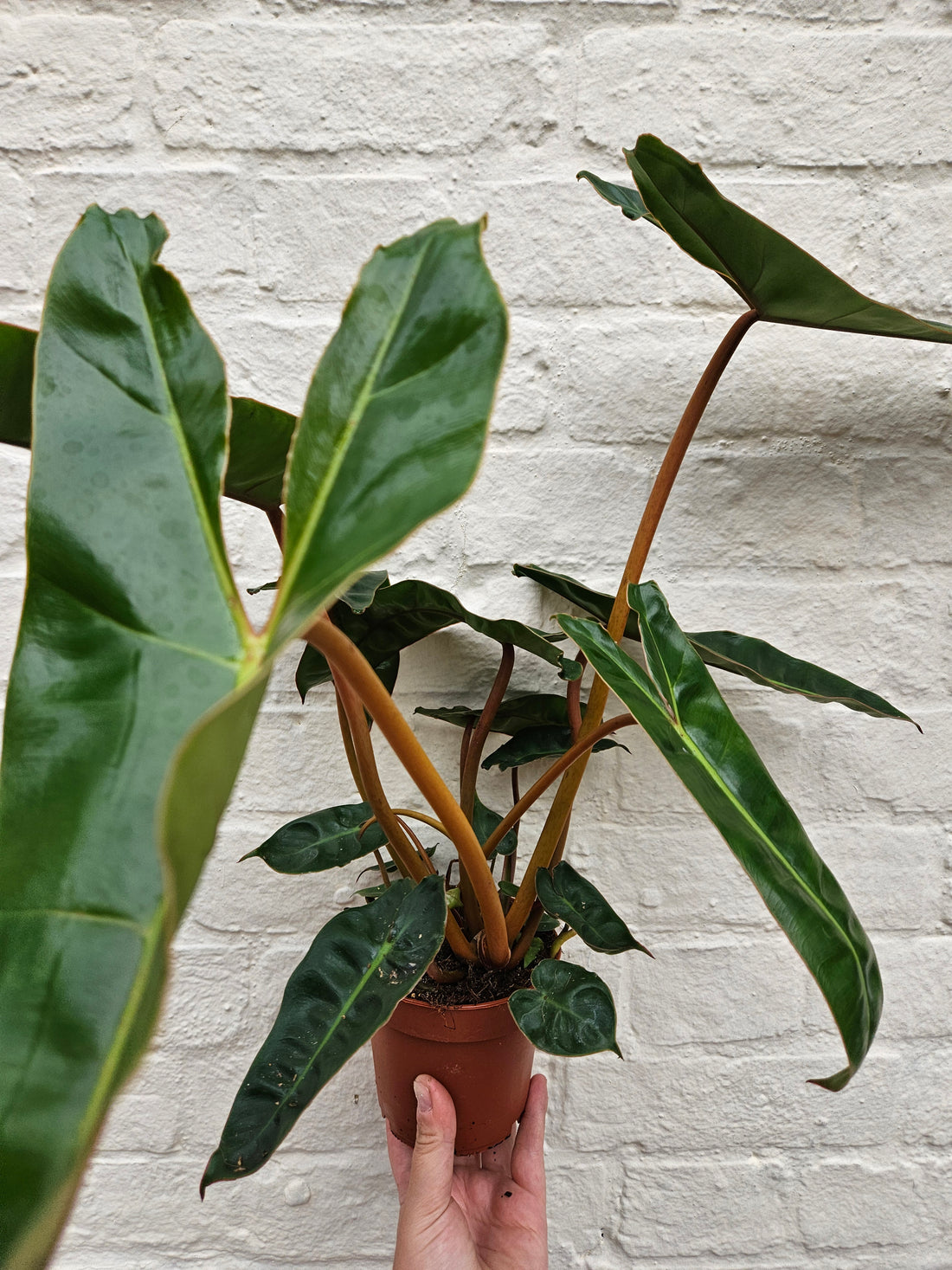 Philodendron billetiae &