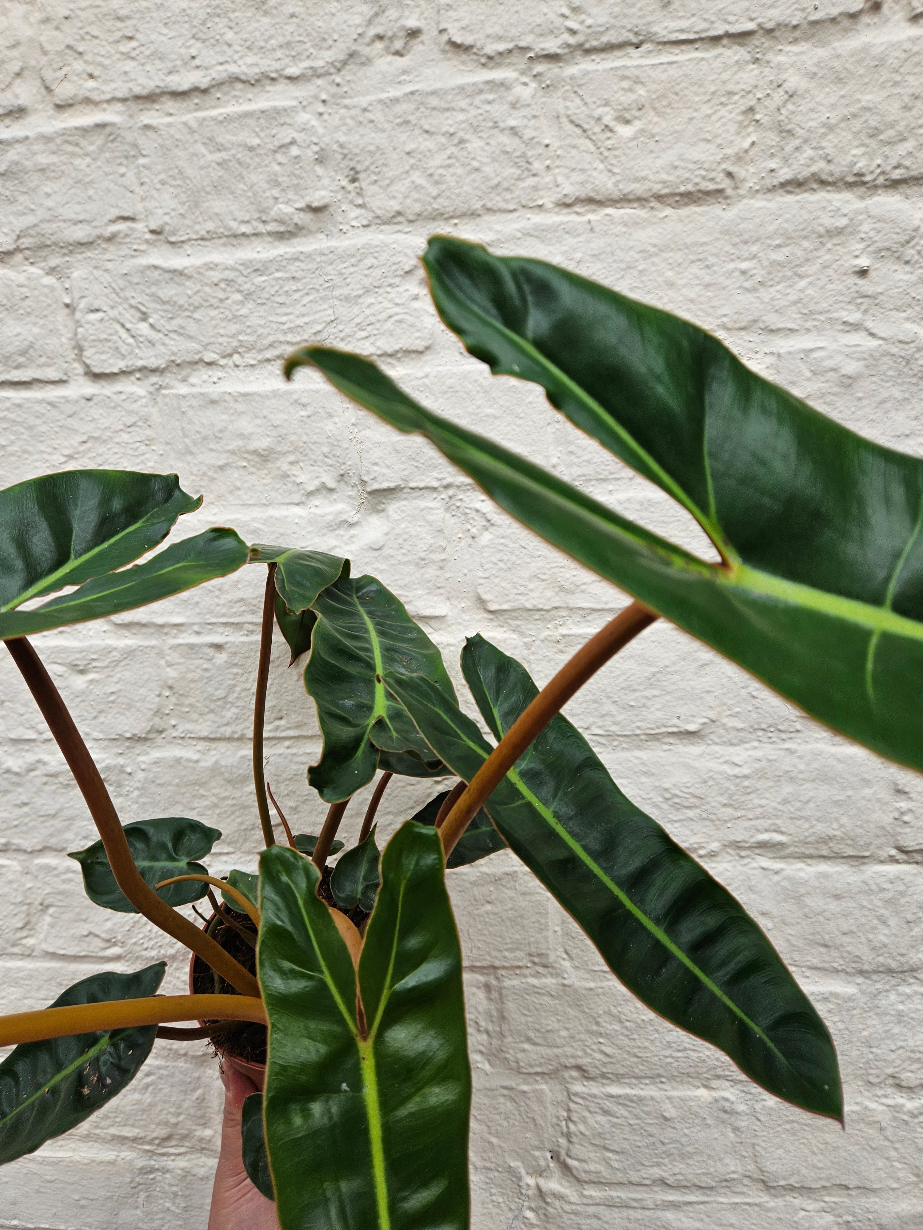 Philodendron billetiae &