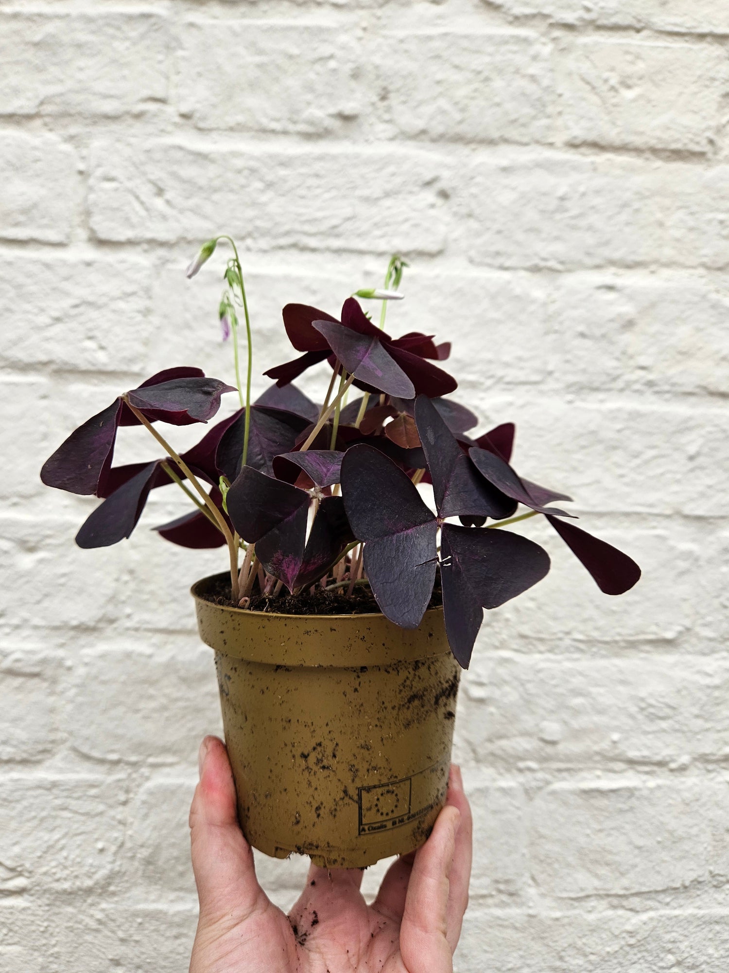 Oxalis triangularis (False Shamrock / purple plant)