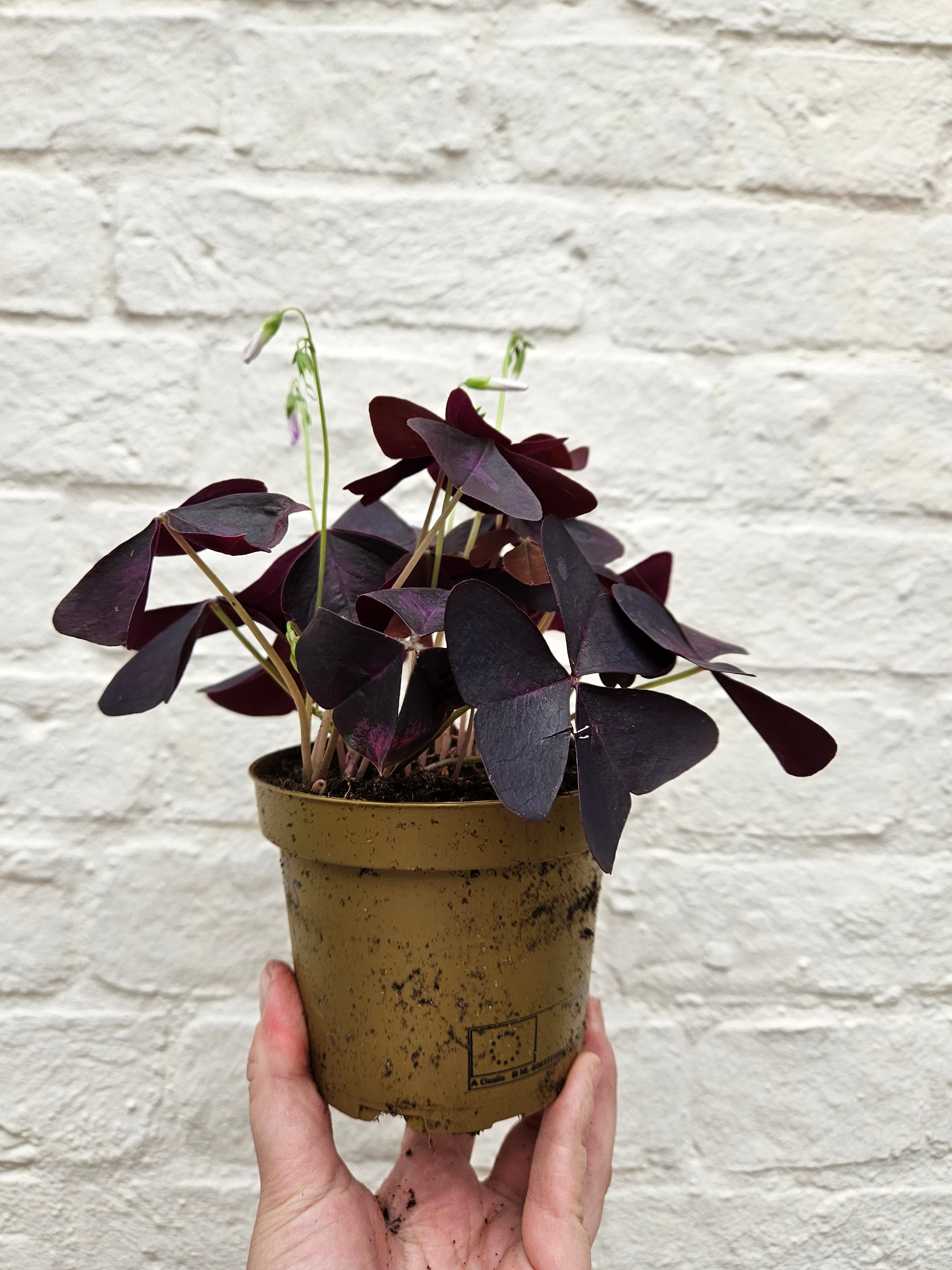 Oxalis triangularis (False Shamrock / purple plant)