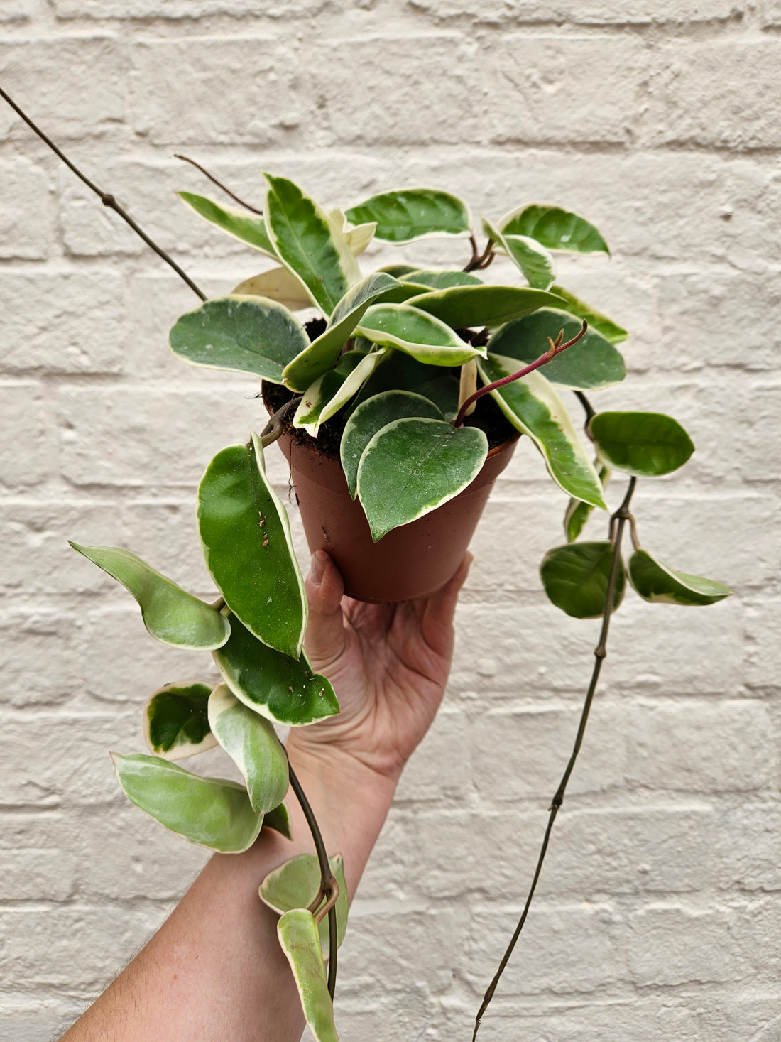 Hoya carnosa &