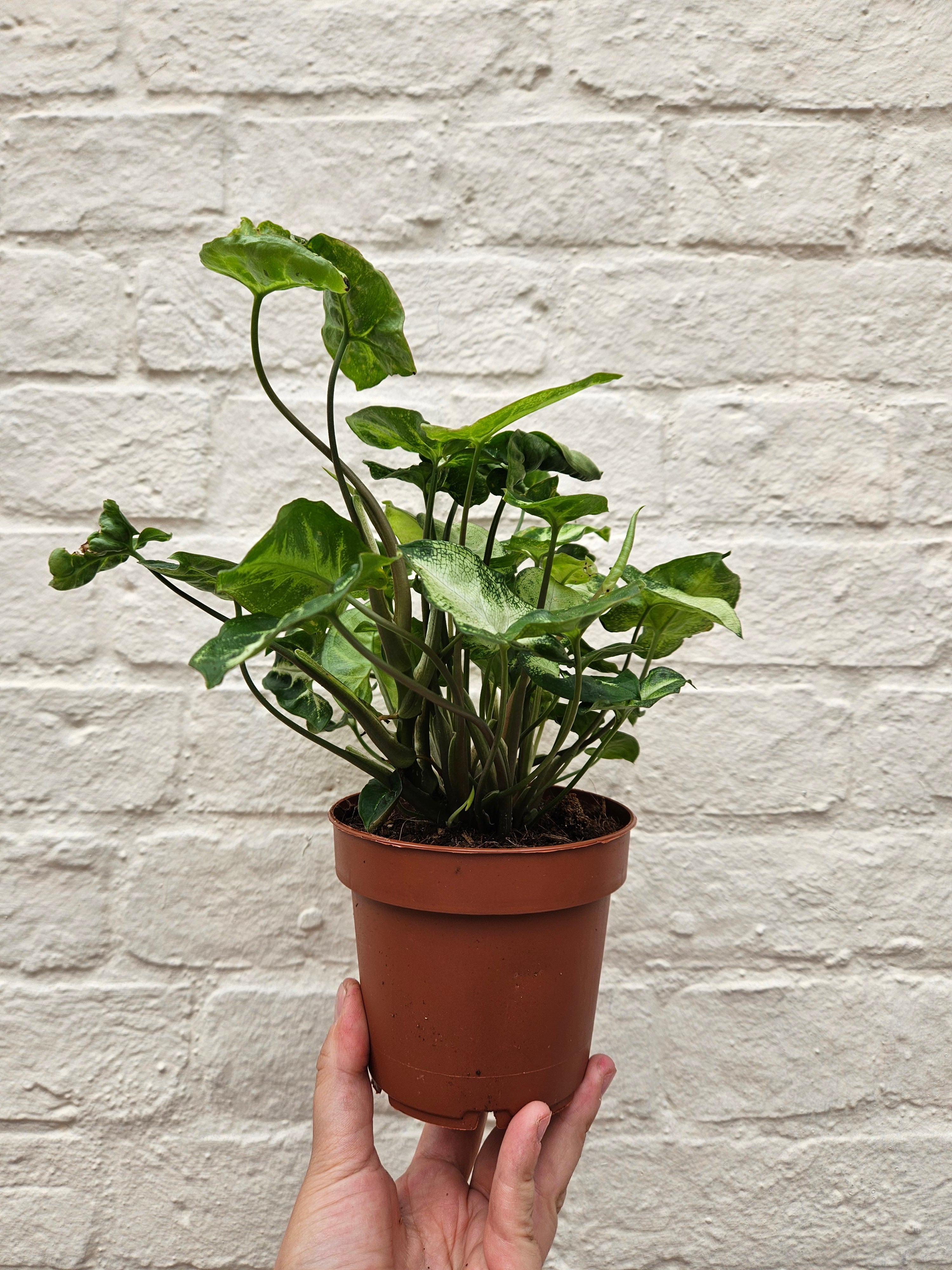 Syngonium podophyllum &