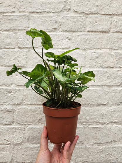 Syngonium podophyllum &