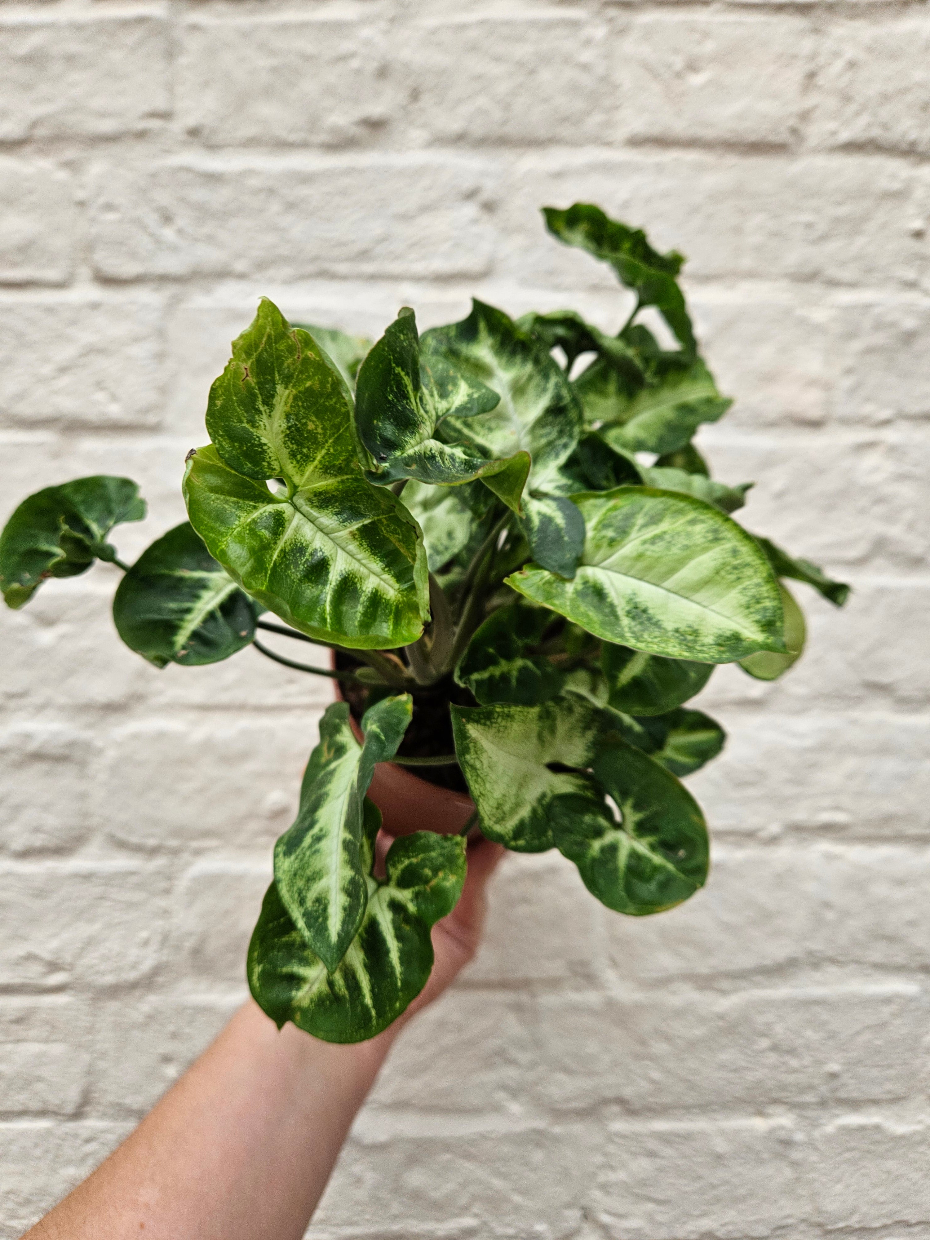 Syngonium podophyllum &