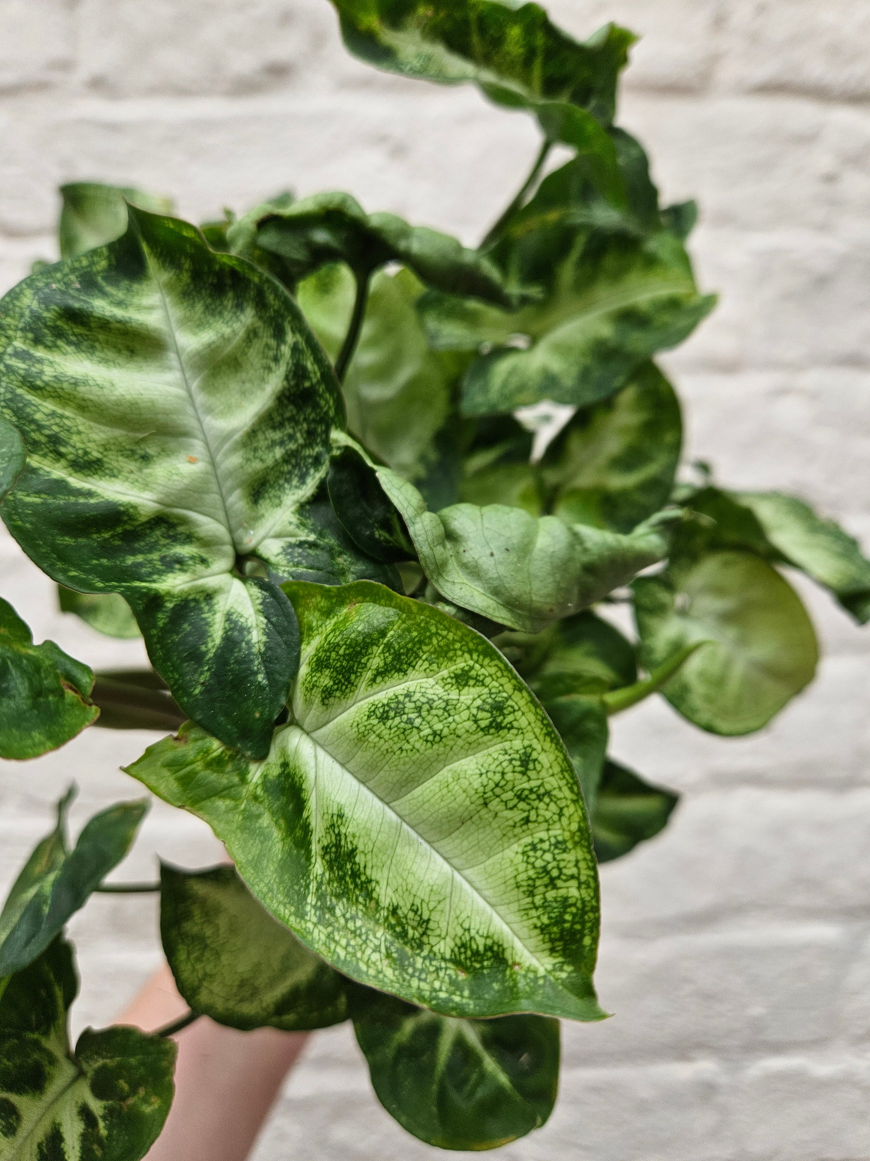 Syngonium podophyllum &