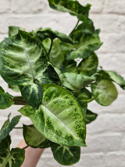 Syngonium podophyllum &