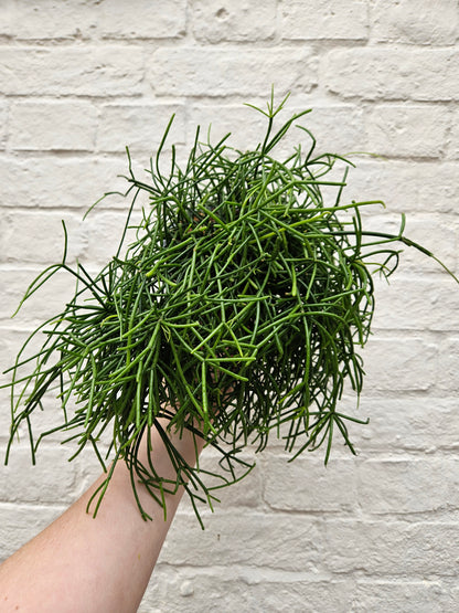 Rhipsalis baccifera &