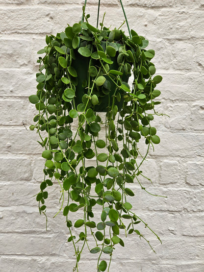 Dischidia nummularia (String of Nickels)