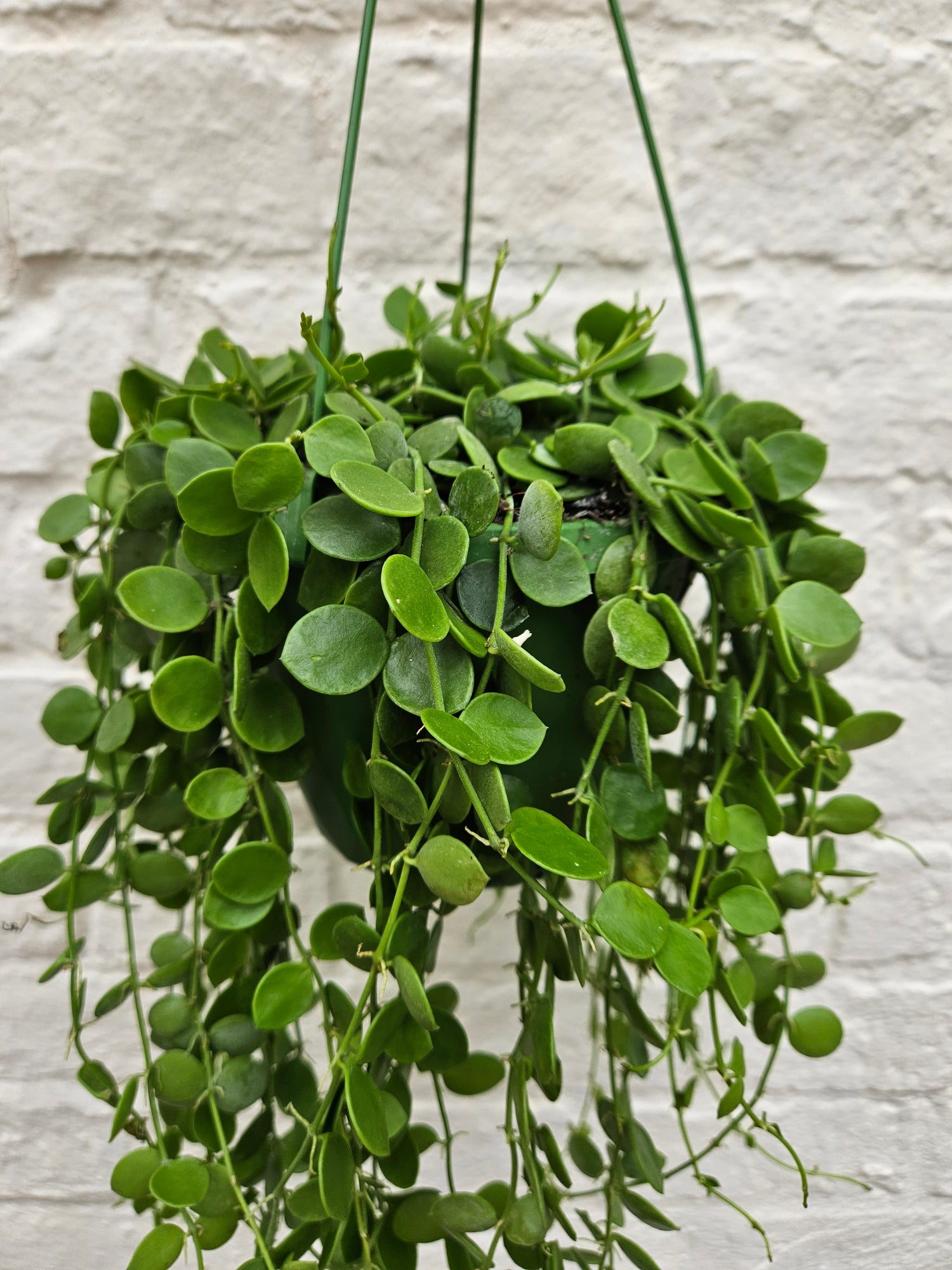 Dischidia nummularia (String of Nickels)