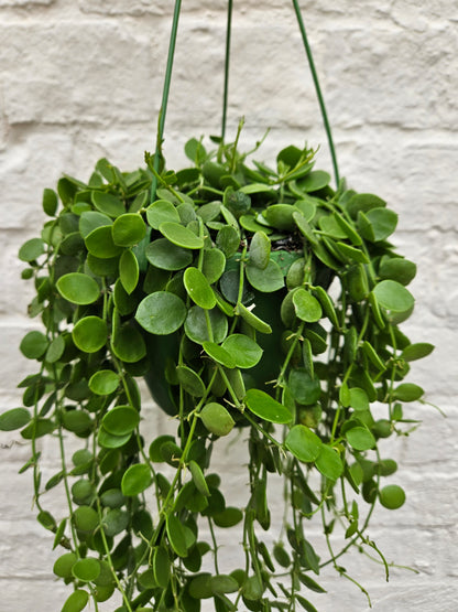 Dischidia nummularia (String of Nickels)