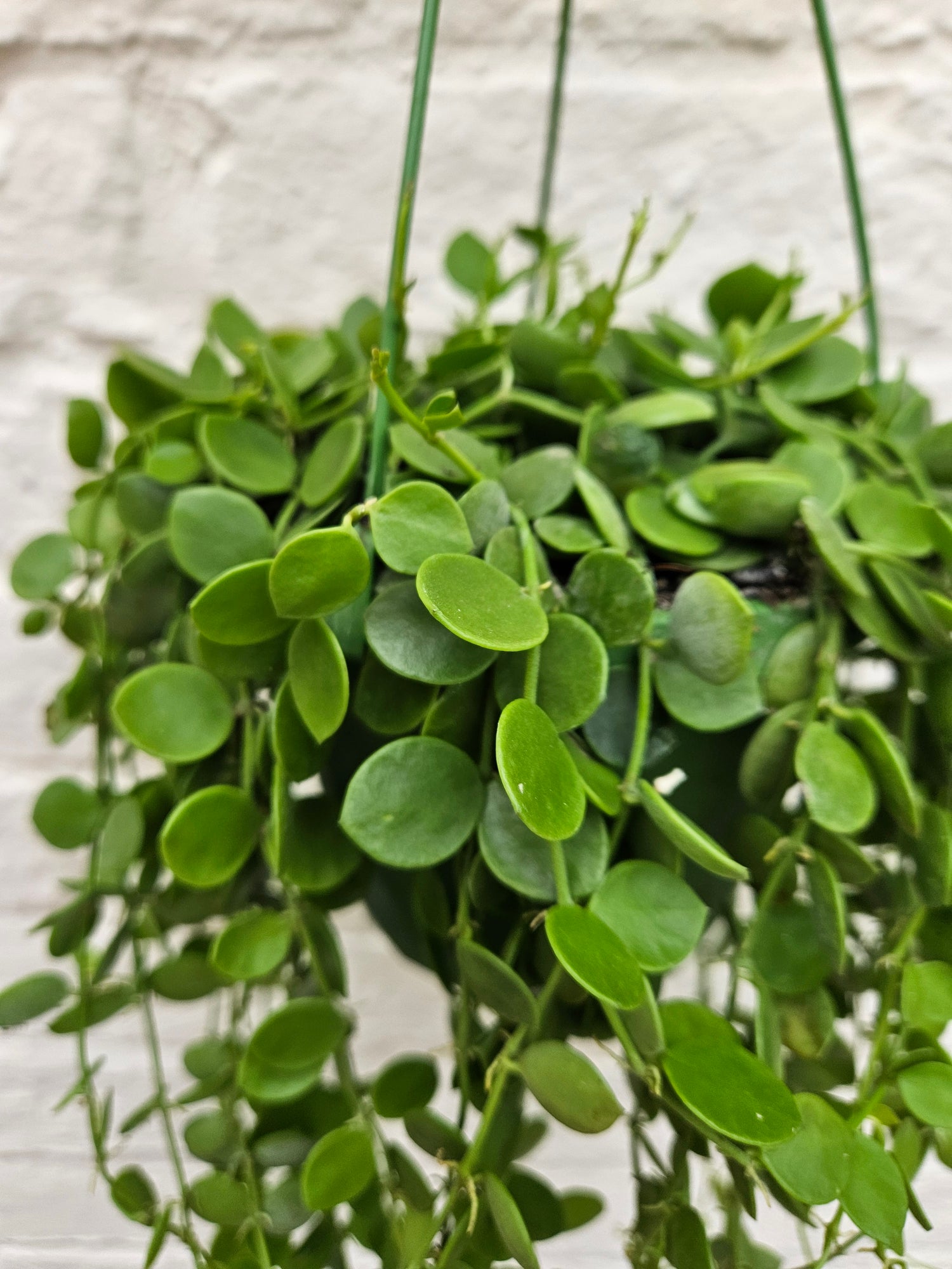 Dischidia nummularia (String of Nickels)