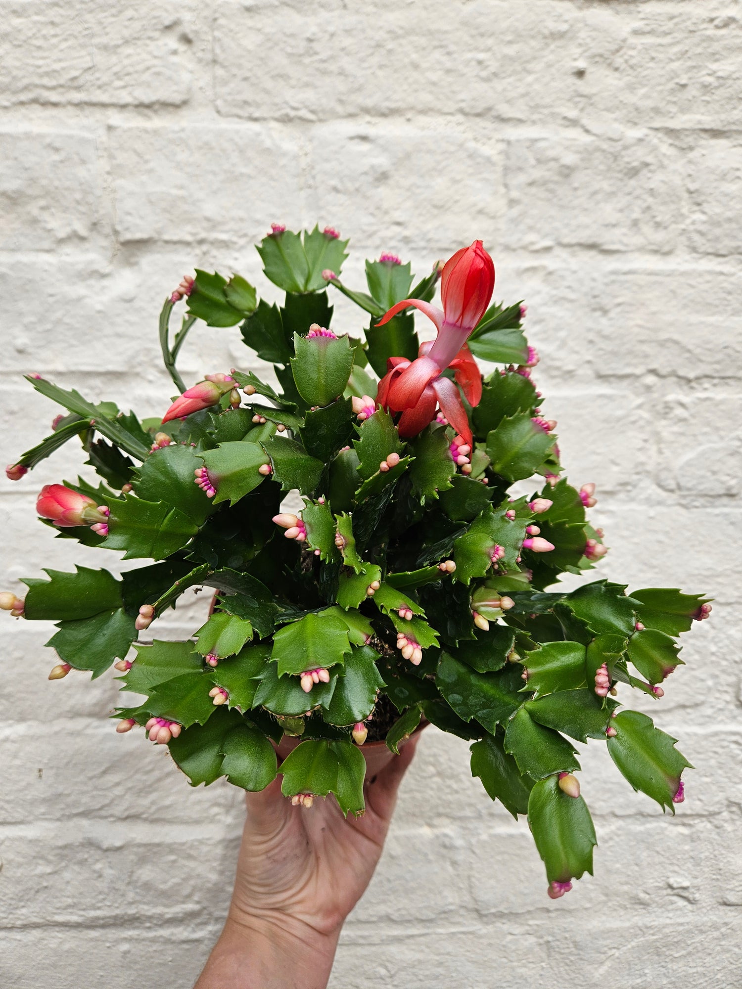 Schlumbergera truncata &